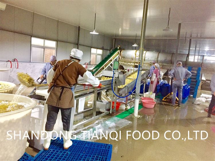 Factory drum mushroom