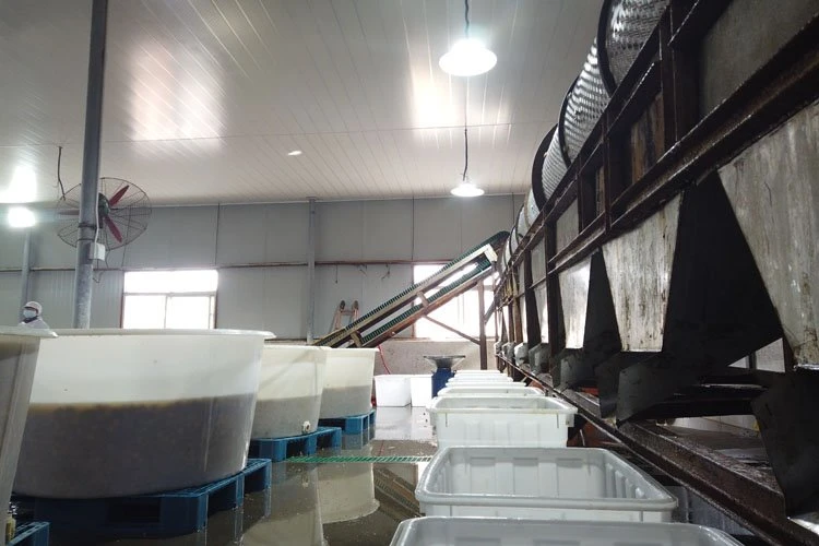 Factory white mushroom in brine in plastic drums Factory white mushroom in brine in plastic drums