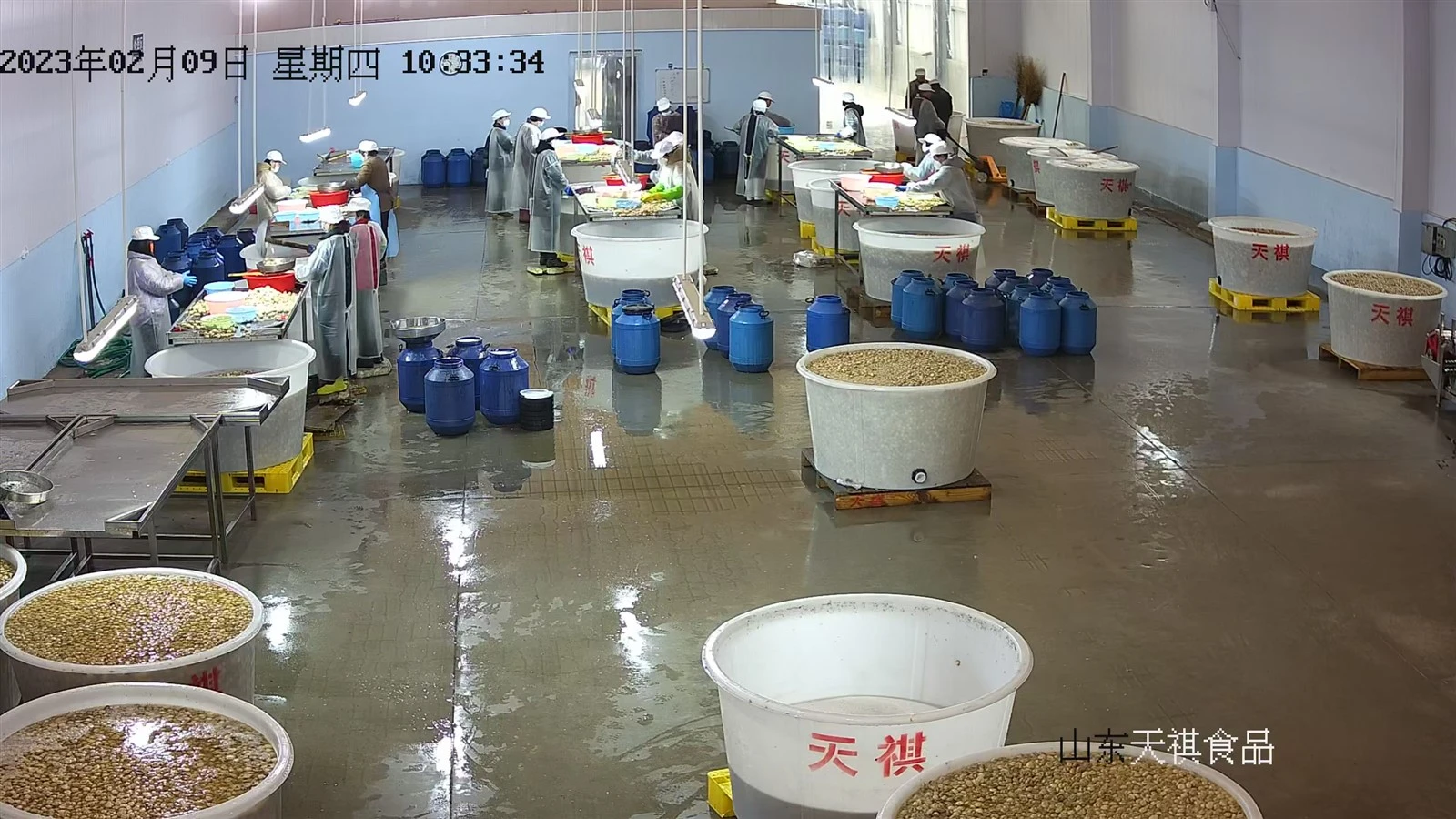 factory mushroom in brine in drums factory mushroom in brine in drums