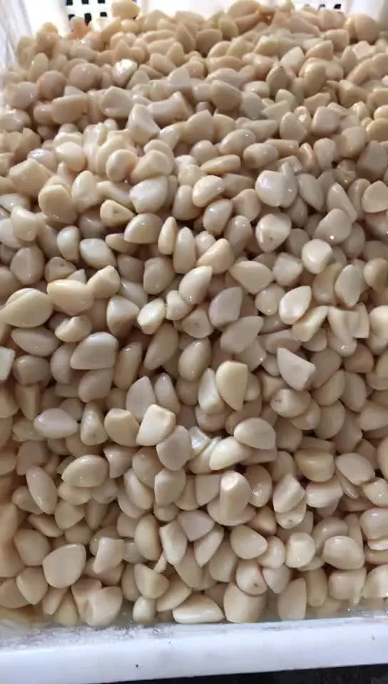 White garlic in salted water in drums