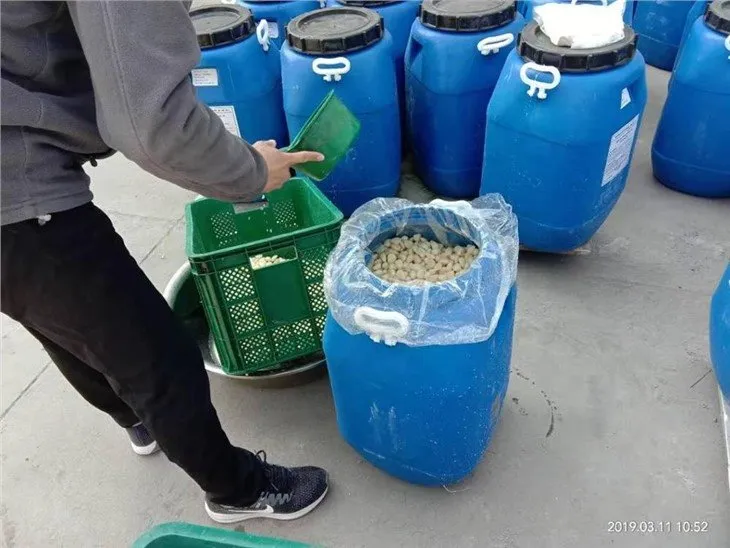 Cheap price white garlic in salted water in drums